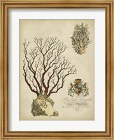 Imperial Coral III Fine Art Print