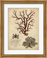 Imperial Coral IV Fine Art Print