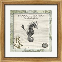 Biologia Marina III Fine Art Print