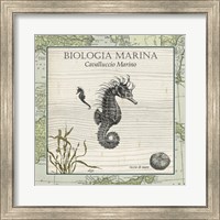 Biologia Marina III Fine Art Print