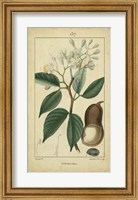 Vintage Turpin Botanical I Fine Art Print