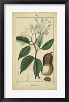 Vintage Turpin Botanical I Fine Art Print