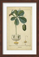 Vintage Turpin Botanical II Fine Art Print