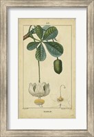 Vintage Turpin Botanical II Fine Art Print