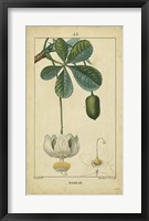Vintage Turpin Botanical II Fine Art Print