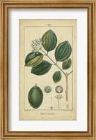 Vintage Turpin Botanical III Fine Art Print