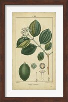 Vintage Turpin Botanical III Fine Art Print