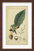 Vintage Turpin Botanical IV Fine Art Print