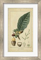 Vintage Turpin Botanical IV Fine Art Print