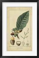 Vintage Turpin Botanical IV Fine Art Print