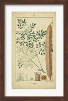 Vintage Turpin Botanical V Fine Art Print