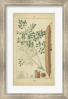 Vintage Turpin Botanical V Fine Art Print