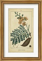 Vintage Turpin Botanical VI Fine Art Print