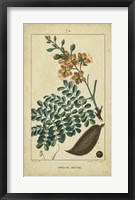 Vintage Turpin Botanical VI Fine Art Print