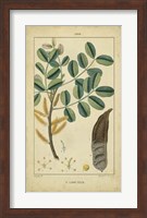 Vintage Turpin Botanical VII Fine Art Print