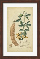 Vintage Turpin Botanical VIII Fine Art Print