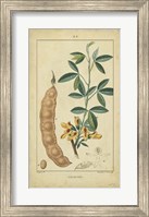 Vintage Turpin Botanical VIII Fine Art Print