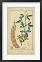 Vintage Turpin Botanical VIII Fine Art Print