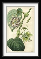 Antique Passionflower I Fine Art Print