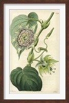 Antique Passionflower I Fine Art Print