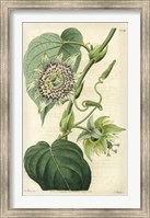Antique Passionflower I Fine Art Print