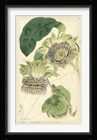 Antique Passionflower II Fine Art Print
