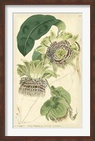 Antique Passionflower II Fine Art Print