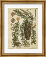 Vintage Conifers I Fine Art Print