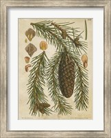 Vintage Conifers I Fine Art Print