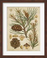 Vintage Conifers II Fine Art Print