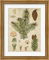 Vintage Conifers III Fine Art Print