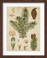 Vintage Conifers III Fine Art Print