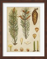 Vintage Conifers IV Fine Art Print