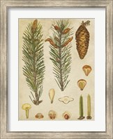 Vintage Conifers IV Fine Art Print
