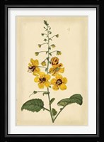 Floral Varieties I Fine Art Print