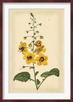 Floral Varieties I Fine Art Print