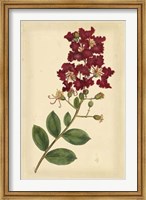 Floral Varieties II Fine Art Print