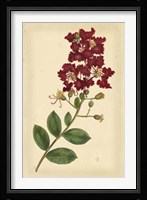 Floral Varieties II Fine Art Print