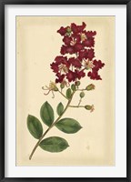 Floral Varieties II Fine Art Print