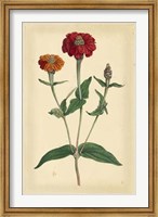 Floral Varieties III Fine Art Print
