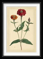 Floral Varieties III Fine Art Print