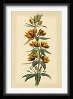 Floral Varieties IV Fine Art Print