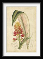 Tropical Blooms II Fine Art Print