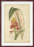 Tropical Blooms II Fine Art Print