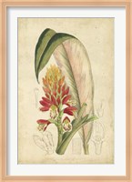 Tropical Blooms II Fine Art Print