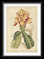 Tropical Blooms IV Fine Art Print