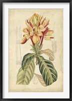 Tropical Blooms IV Fine Art Print