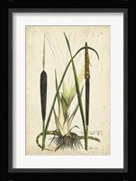 Antique Cattail I Framed Print