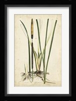Antique Cattail II Fine Art Print