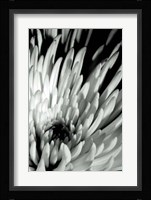 Dramatic Mum I Fine Art Print